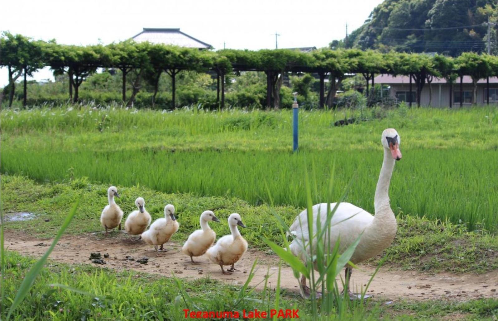Hilda Homestay Kashiwa